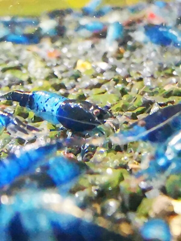 BLUE RILI CARBON - 1.5-2.0 CM - obrazek 4